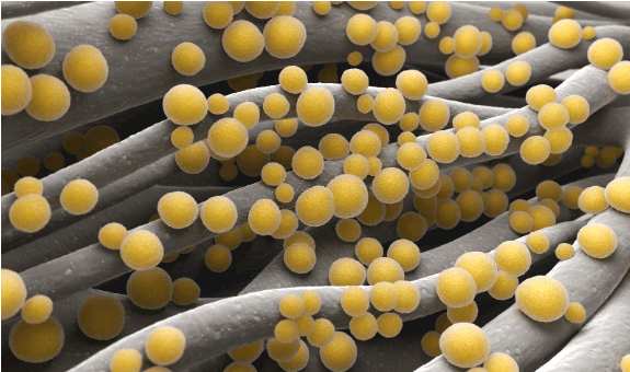 Mrsa Facts & Why You Need Professional Biohazard Clean Up