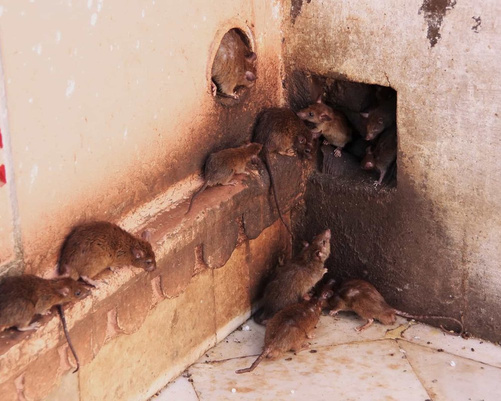 Tips For Disinfecting Rat Feces