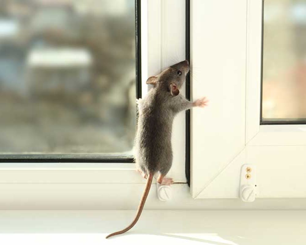 How To Get Started With Rodent Droppings Cleaning Process